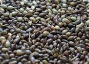 画像をギャラリービューアに読み込む, みんなのはと麦茶